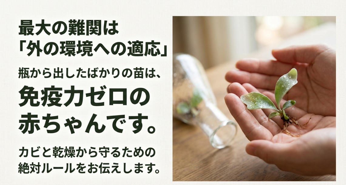 TC苗育成の最大の難関は外の環境への適応 両手で優しく小さなビカクシダの苗を持っている様子。瓶から出したばかりの苗は免疫力ゼロの赤ちゃんであることを説明するスライド