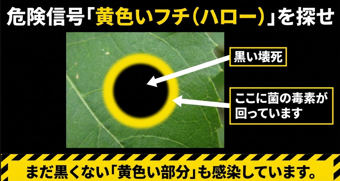 褐斑細菌病の症状：黒い壊死部分と黄色い暈（ハロー）