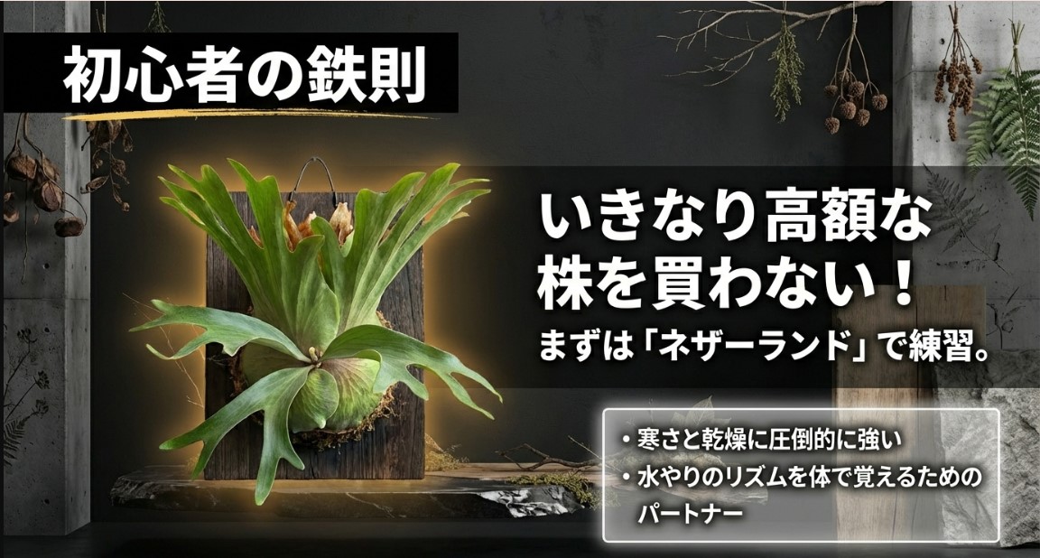 ビカクシダ初心者は高額な株を避け、寒さと乾燥に強いネザーランドで水やりの練習をする鉄則