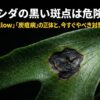ビカクシダの葉に現れた黒い斑点の拡大写真。「Hazard Yellow」「炭疽病の正体と、今すぐやるべき対策」という文字が入った、病気の危険性を訴えるアイキャッチ画像。