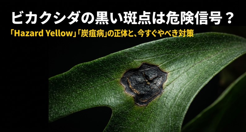 ビカクシダの葉に現れた黒い斑点の拡大写真。「Hazard Yellow」「炭疽病の正体と、今すぐやるべき対策」という文字が入った、病気の危険性を訴えるアイキャッチ画像。