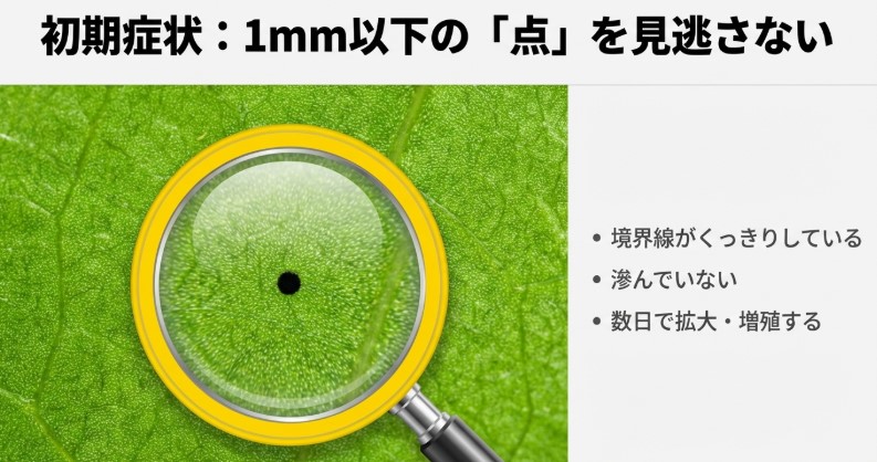 ビカクシダの葉にある直径1mm以下の微小な黒い斑点。ルーペで拡大した初期症状の様子。