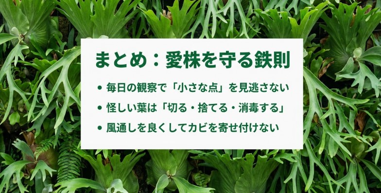 早期発見、切除・消毒、環境改善など、ビカクシダを炭疽病から守るための鉄則まとめスライド。