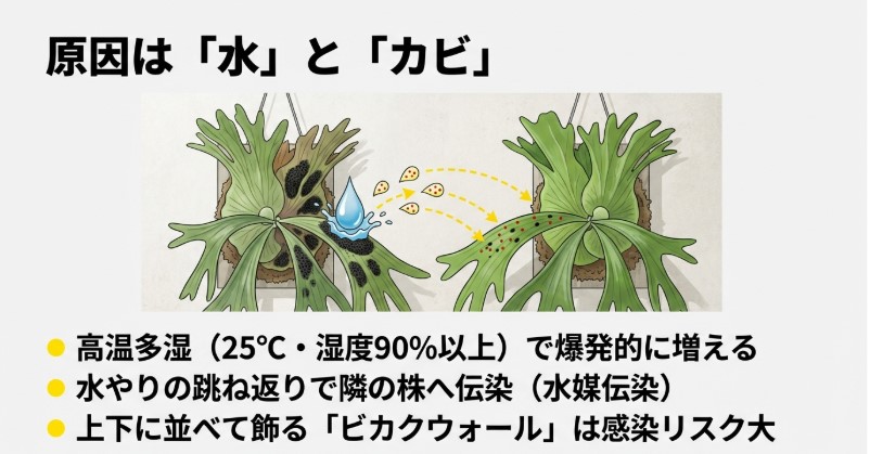 ビカクシダの水やりによる水滴の跳ね返りで、隣の株へカビの胞子が伝染する様子のイラスト。ビカクウォールのリスク解説。