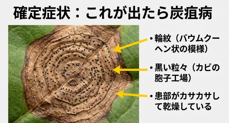 ビカクシダの葉に広がったバウムクーヘン状の輪紋と、カビの胞子工場である黒い粒々(分生子層)の拡大写真。