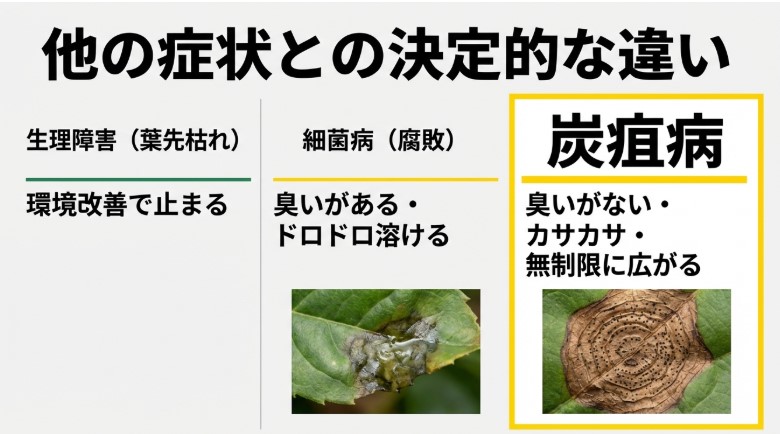 ドロドロに溶ける細菌性の病気と、カサカサ乾燥して輪紋ができる炭疽病の症状比較画像。