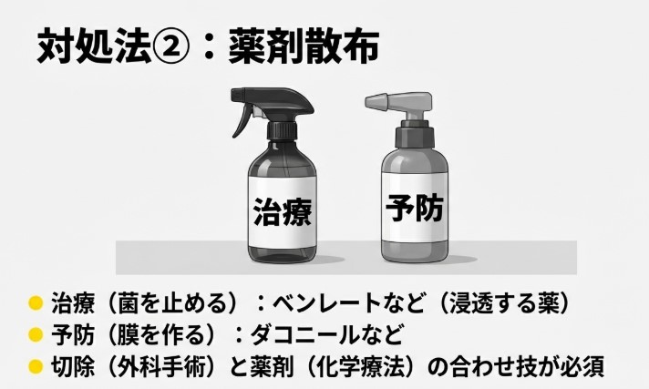 ビカクシダの炭疽病対策における治療用(浸透移行性)と予防用(保護殺菌剤)の薬剤分類チャート。