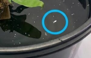 バケツの水面に浮かんできた白い小さな虫(トビムシ)が青丸で囲まれている画像