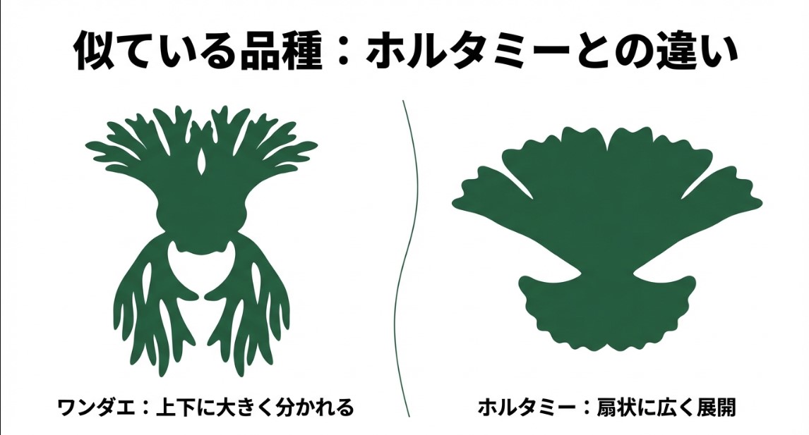 ワンダエとホルタミーの成長後の葉の広がり方の違いを示すシルエット画像