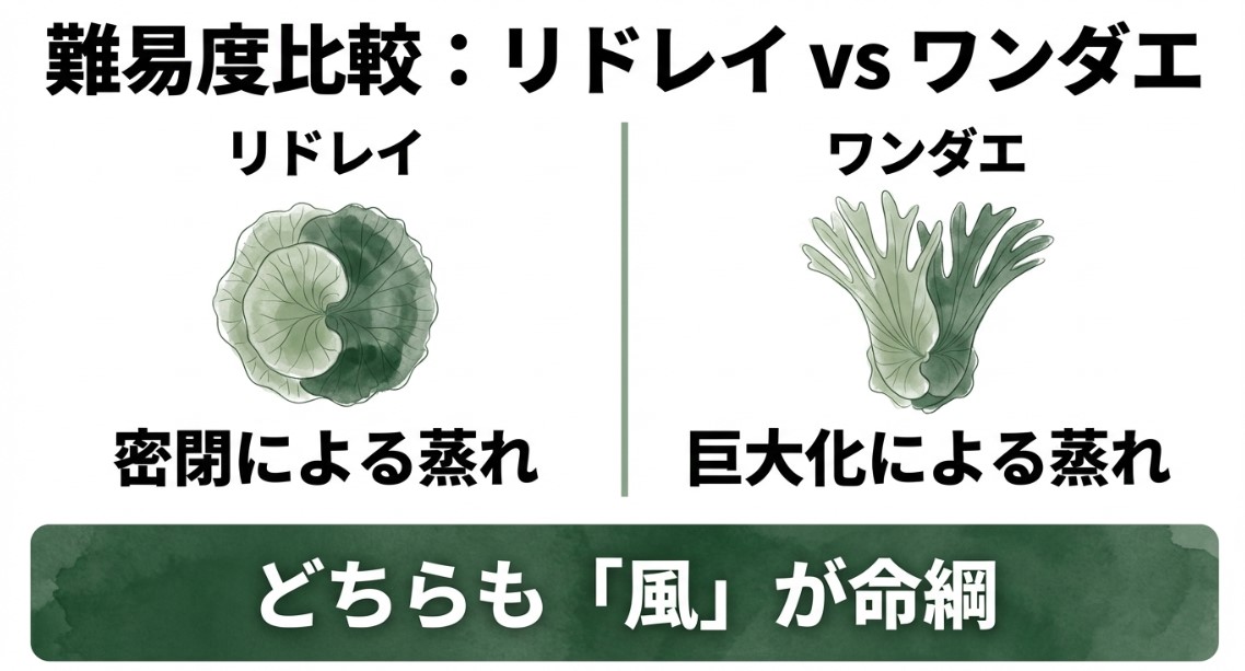 ビカクシダリドレイとワンダエの葉の形状を比較したイラスト