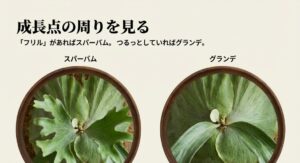 スパーバムのフリルとグランデのつるっとした成長点の比較画像