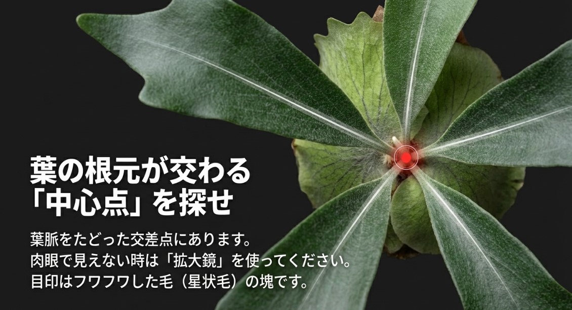 葉脈が交わる中心点からビカクシダの成長点を探す方法と拡大鏡の活用
