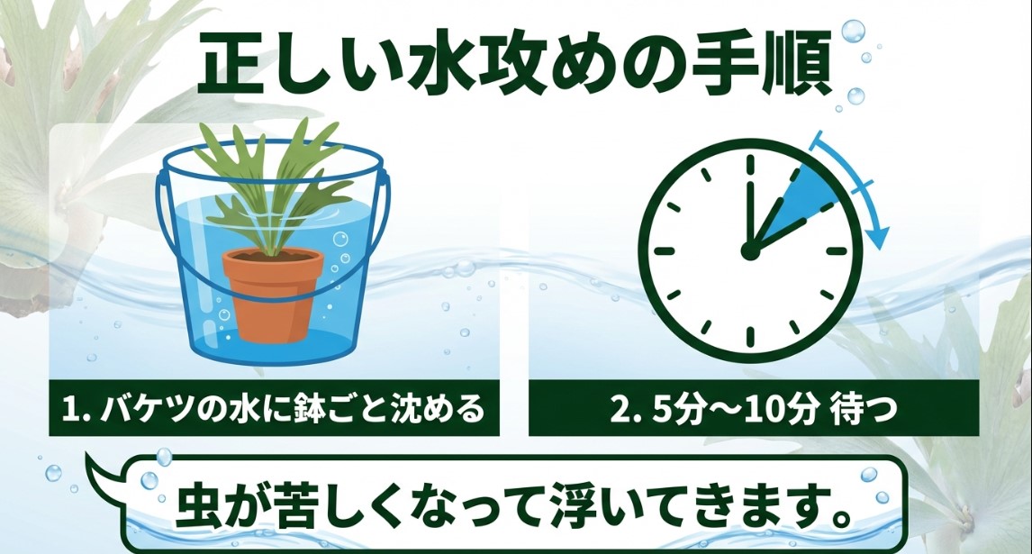 ビカクシダの水攻めの正しい手順と時間(バケツに5分〜10分沈める)