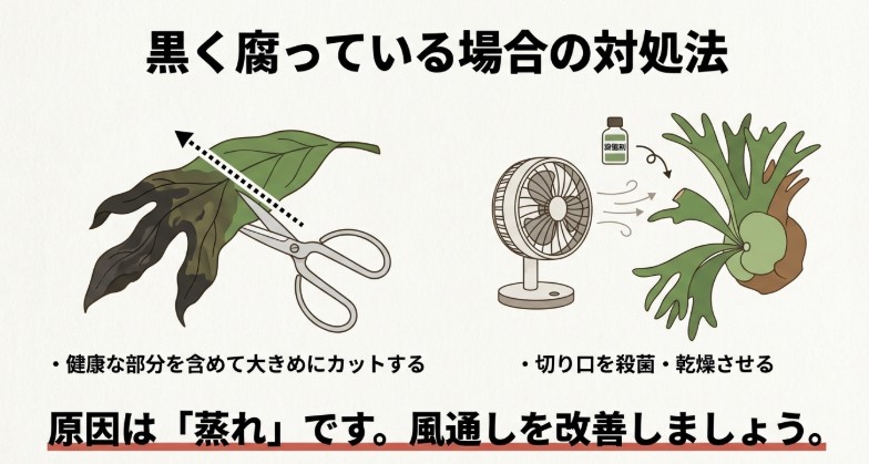 腐った部分を大きめにカットし、サーキュレーターで風を当てて乾燥させる対処法を描いたイラスト。