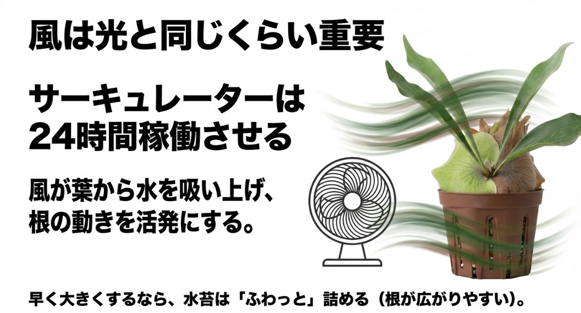 ビカクシダを大きく育てるためのサーキュレーター活用と水苔の詰め方