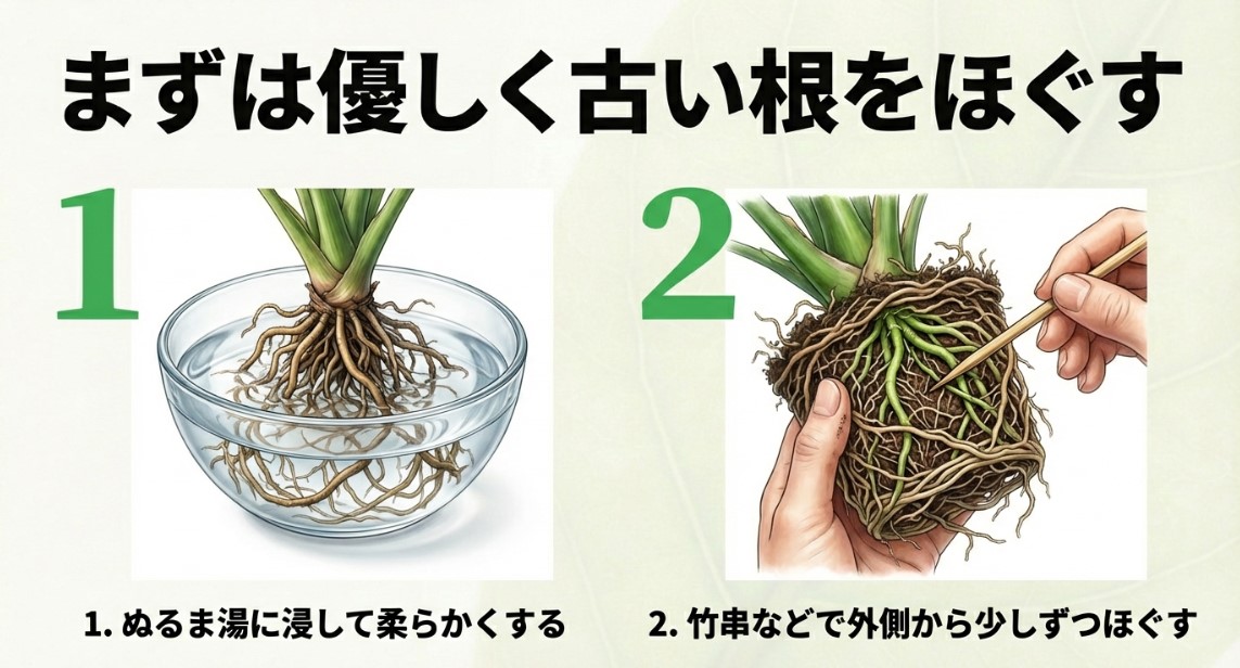 ぬるま湯に浸して柔らかくし、竹串を使ってビカクシダの古い根と水苔を優しくほぐす手順のイラスト