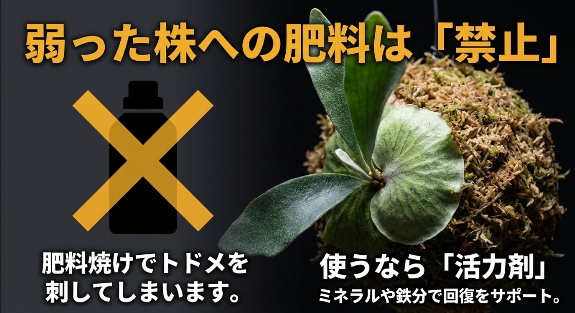弱った株への肥料は禁止、代わりに活力剤を使用することを示すスライド画像