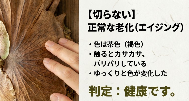 色が茶色で触るとカサカサ・パリパリしている場合は正常な老化現象であると解説するスライド。
