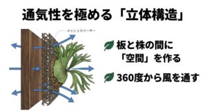 メッシュスペーサーを使用して板と株の間に空間を作るビカクシダの板付け構造の図解