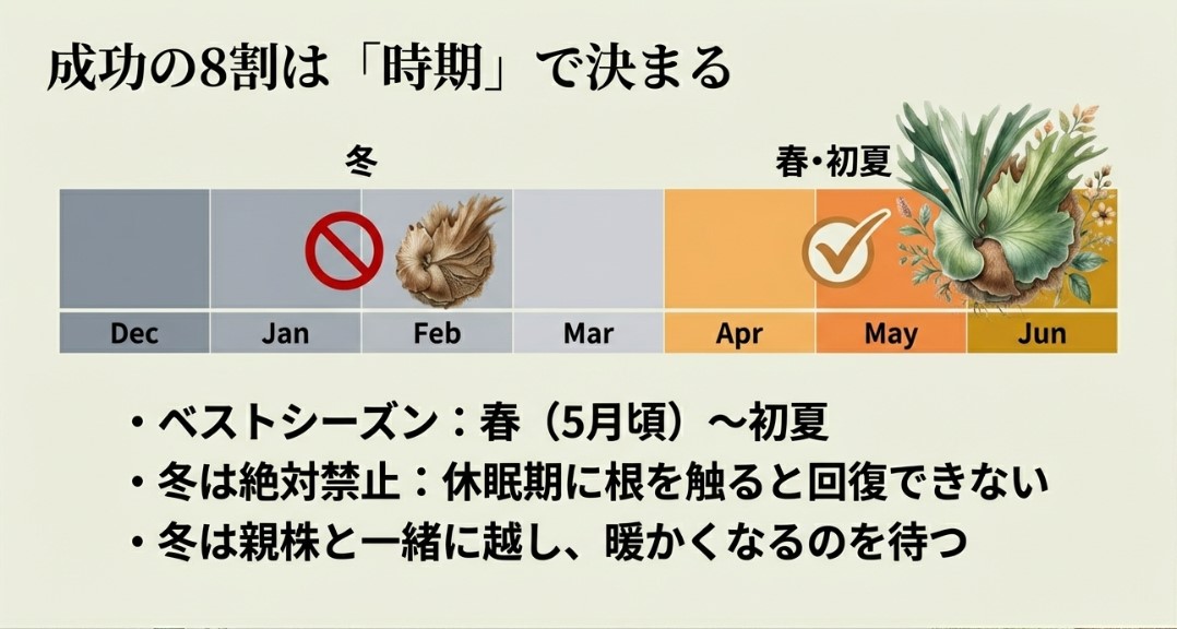 ビカクシダ株分け後の管理 直射日光を避け明るい日陰へ