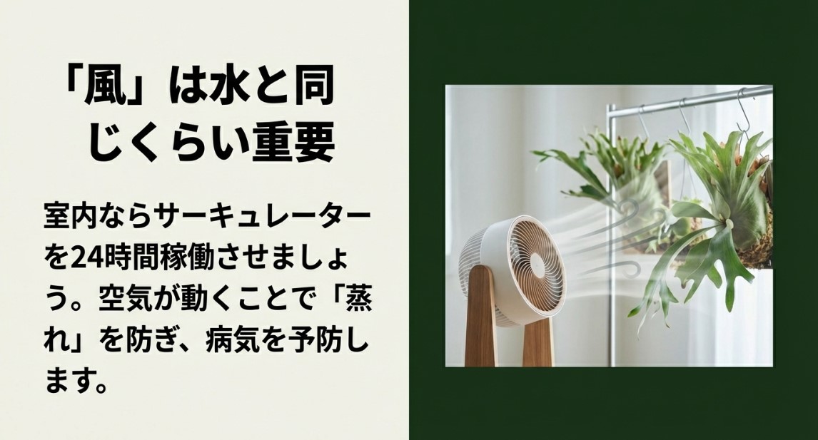 室内のビカクシダにサーキュレーターで風を当てて蒸れを防ぐ様子