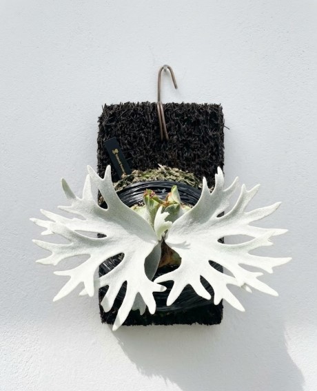 自ら作り込んだビカクシダ・バクテリアのTC株 黒い着生材に仕立てられ、白く美しい多分岐の胞子葉を展開するまで成長したビカクシダ・バクテリアのTC株