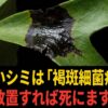 褐斑細菌病は進行が早く、放置すると株全体が枯死する恐ろしい病気です。