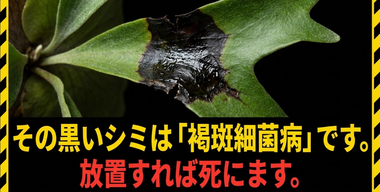 褐斑細菌病は進行が早く、放置すると株全体が枯死する恐ろしい病気です。