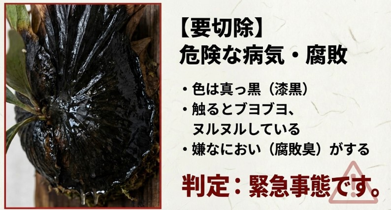 漆黒に変色し、濡れて光っているビカクシダの貯水葉の写真。触るとブヨブヨしている危険な状態。