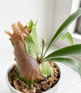 ビカクシダの茶色く変色した貯水葉。枯れているがスポンジ状の構造で水分を蓄える機能を持つ