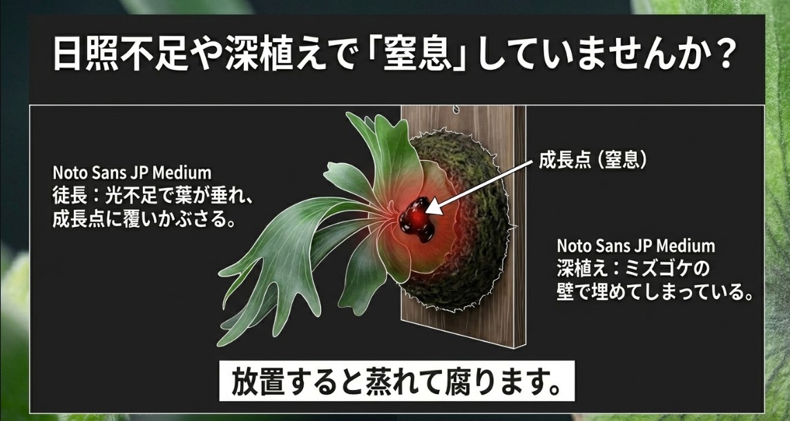 日照不足による徒長や深植えで成長点がミズゴケに埋もれる仕組み
