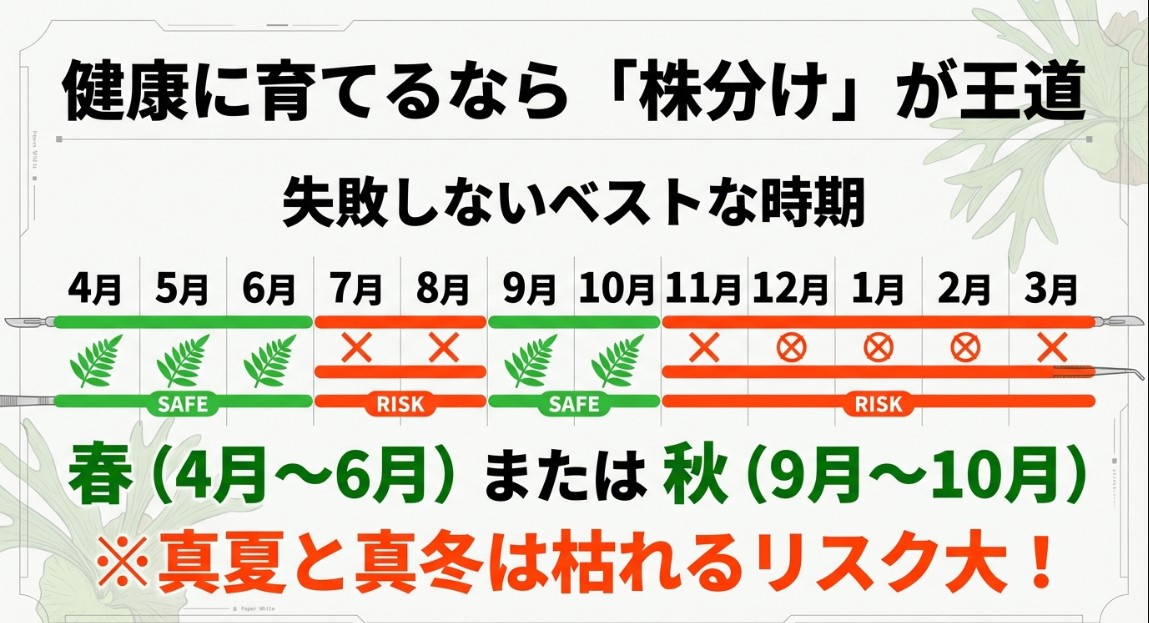 ビカクシダの株分け成功率を高めるためのカレンダー。春（4-6月）と秋（9-10月）が適期で、夏と冬はリスクが高いことを示す図