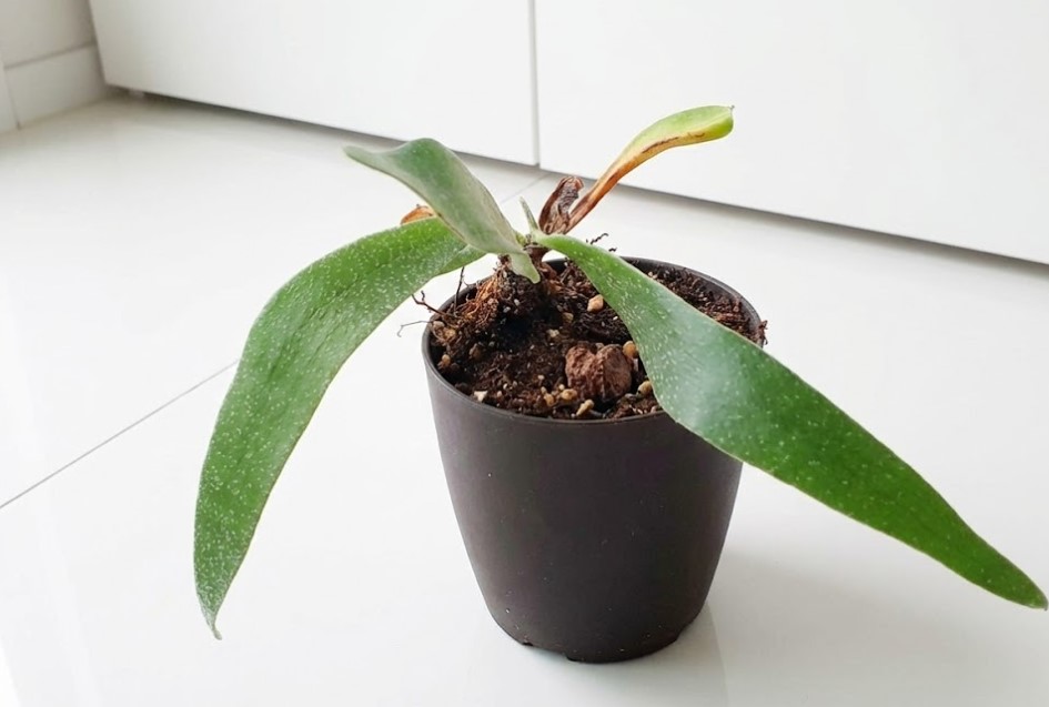 株分けに失敗し、貯水葉がなくなり胞子葉だけになってしまったビカクシダの子株の全景