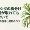 ビカクシダの株分け 失敗からの復活術と成功のコツ