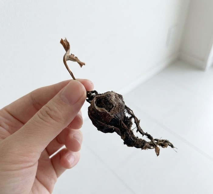 水苔を剥がした後に現れた、成長が止まりカチカチに乾燥してしまったビカクシダの根