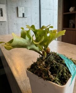 鉢の上にたっぷりと水苔が盛られ、内部に水分が滞留しやすくなっているビカクシダドワーフ種の横からのアングル