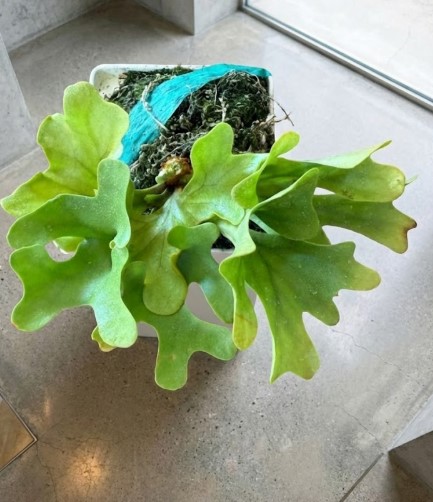 過保護な水やりと肥料の与えすぎで根腐れのリスクが高まった、鉢植え管理のビカクシダドワーフ種（リドレイドワーフ）を上から撮影した様子