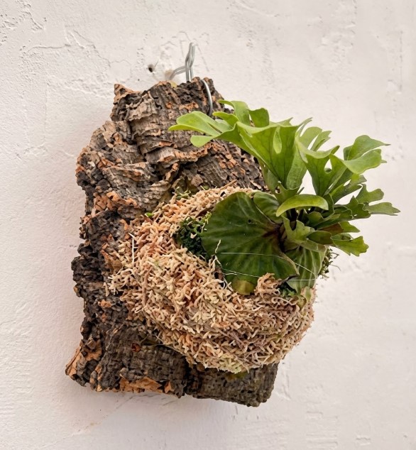 根元の水苔を少なめにし、コルク板に板付けすることで乾燥気味の辛めな水やり管理を徹底しているビカクシダドワーフの幼苗