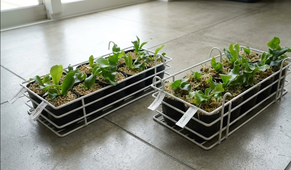 左側のカゴが水苔植え、右側のカゴが無機質用土植えのビカクシダ。白いワイヤーバスケットに入れて管理。