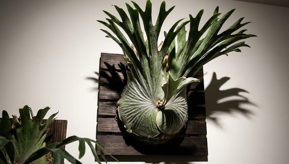 室内の壁に飾られた、王冠のように胞子葉が上に向かって伸びるビカクシダ・グランデ