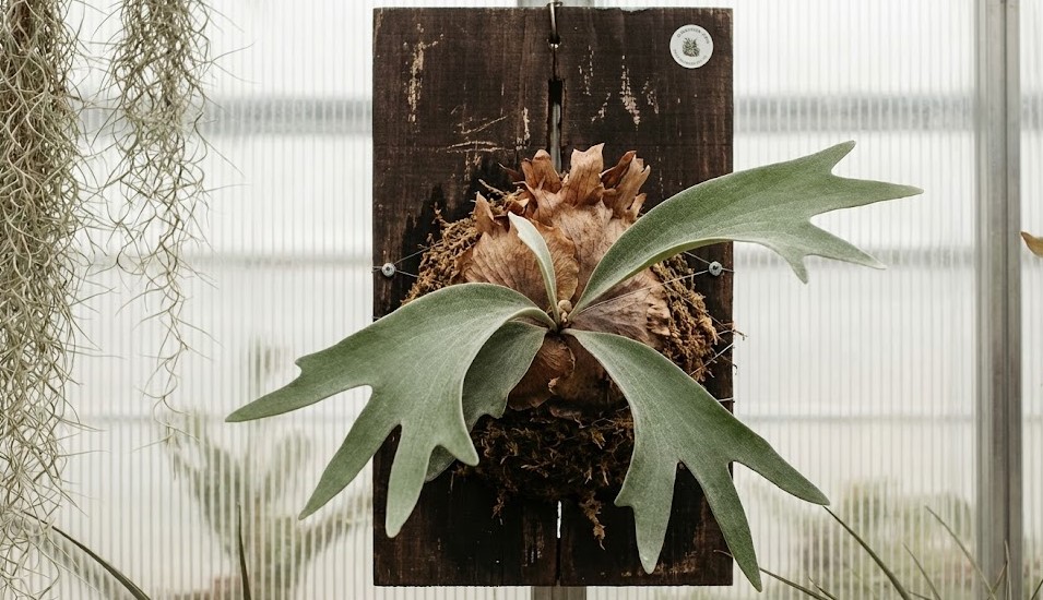 板付けされたビカクシダ・グランデから、左右に大きく美しく展開し始めた胞子葉の様子