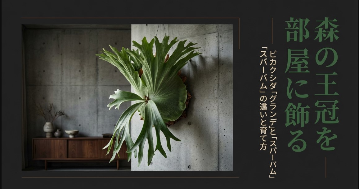 コンクリートの壁に飾られた巨大で美しいビカクシダの姿