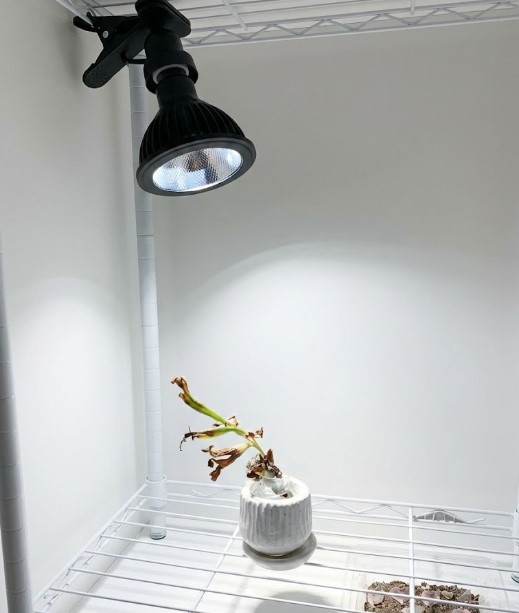 植物育成LEDライトAMATERAS（アマテラス）に照らされる水耕栽培中のビカクシダ