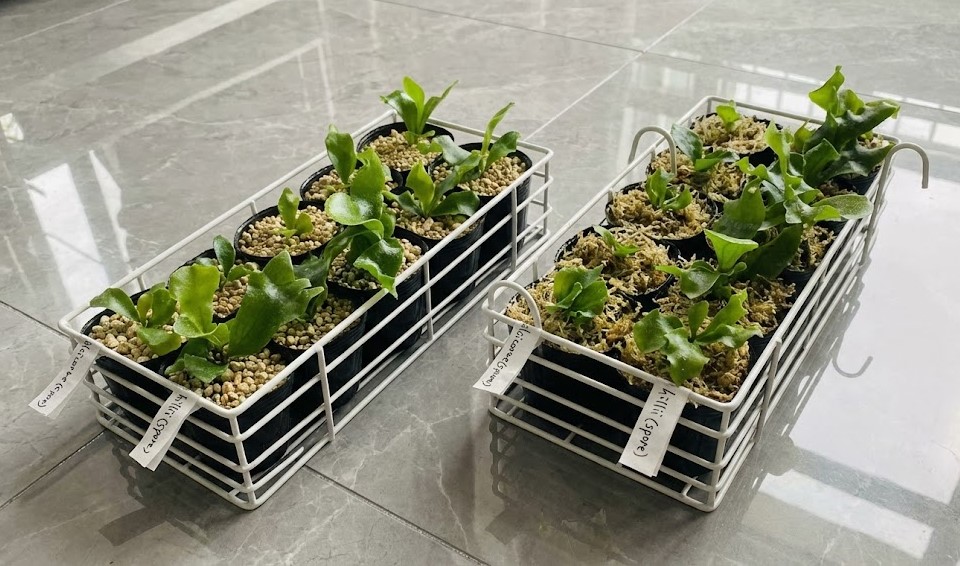 ビカクシダ・ヒリーの幼苗。手書きのラベルが見え、それぞれの用土の違いが表面から確認できる。