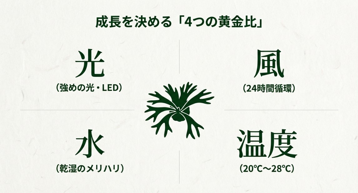ビカクシダの成長を決める光・風・水・温度の4つの黄金比