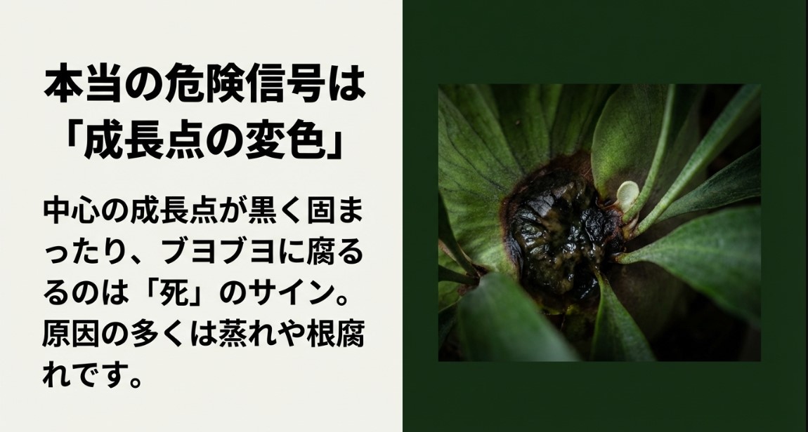 成長点が黒く変色し腐敗したビカクシダの危険な状態