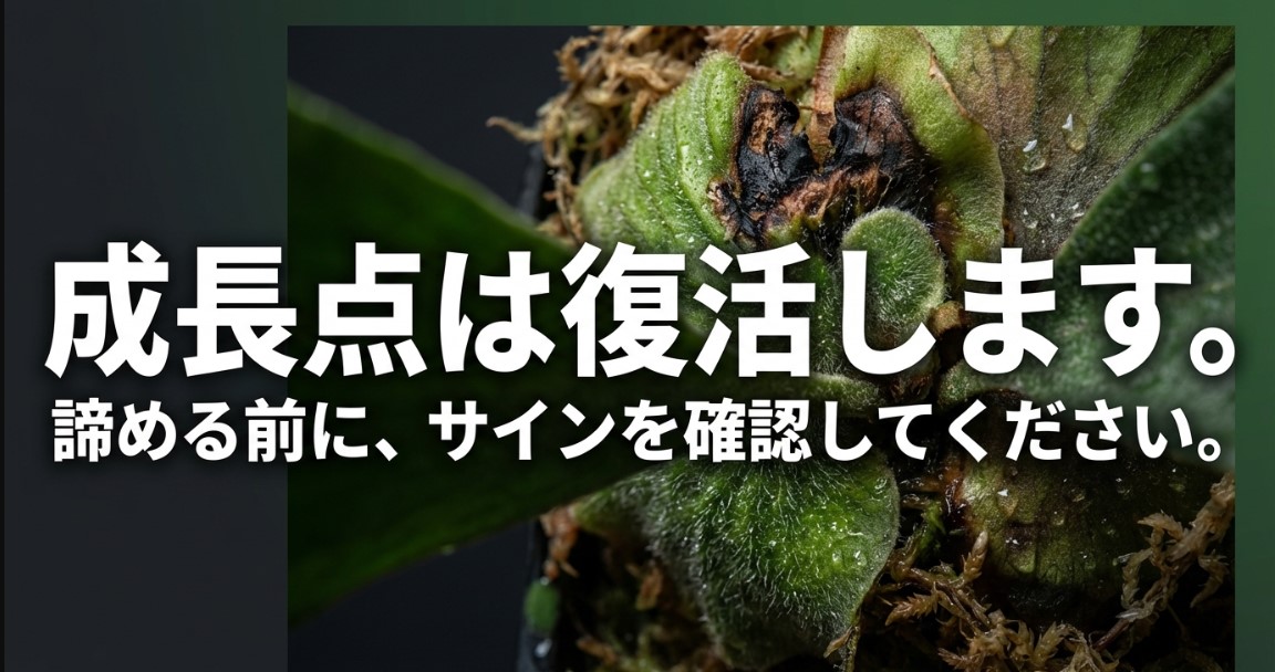 成長点は復活します。諦める前に、サインを確認してください。と書かれたスライド画像