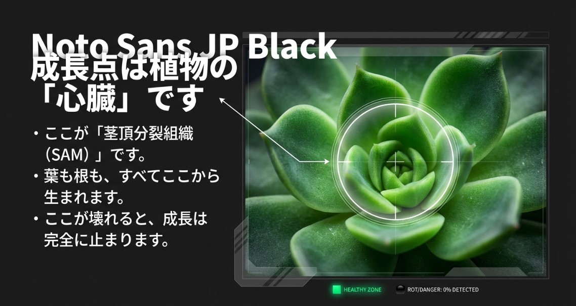 植物の心臓部である茎頂分裂組織（SAM）の構造と役割の図解