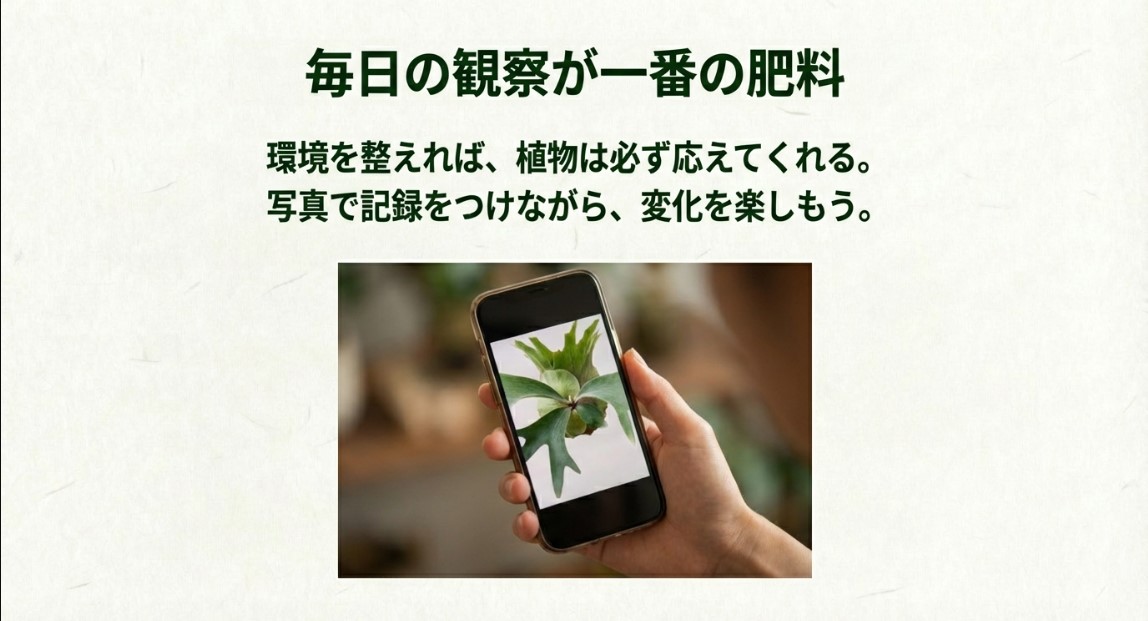 スマホでビカクシダの成長記録を撮影して変化を楽しむ