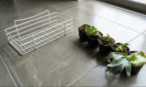 育成実験中のビカクシダを一列に並べた写真。個体差はあるが全体的に順調に育っている。